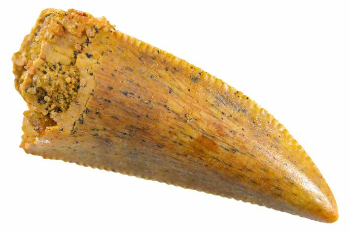 Serrated Raptor Tooth - Real Dinosaur Tooth #347000